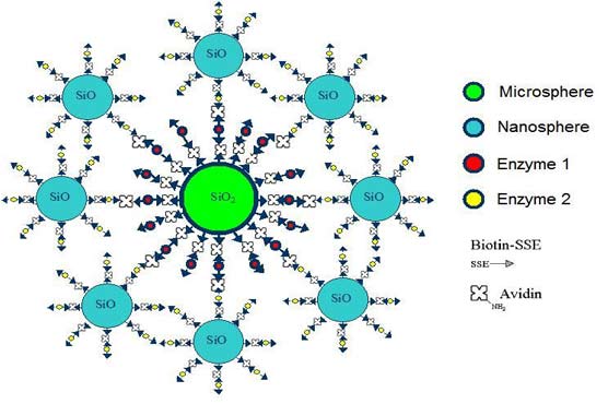 Enzymes may cure several diseases
