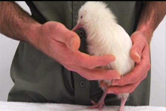 Second white kiwi arrives
