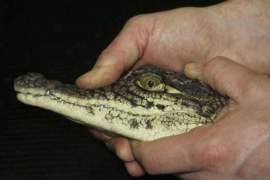 11 crocodiles, alligator seized from Belgian villa