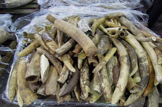 Record number of ivory seizures in 2011: WWF