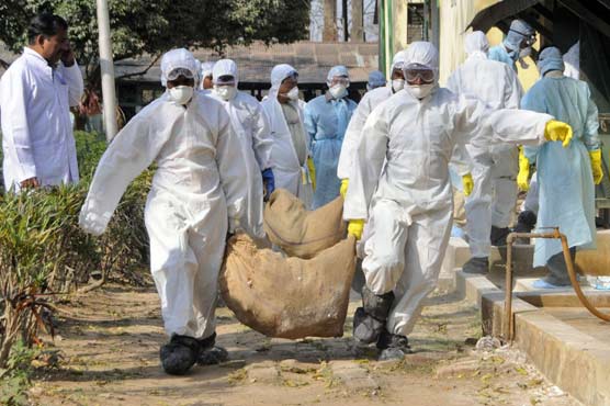 WHO deeply concerned by mutated birdflu research