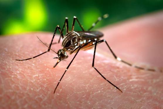 Dengue resurfaces, claims 2 lives