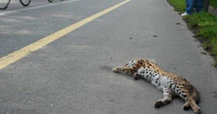 Leopard dies in road accident in India