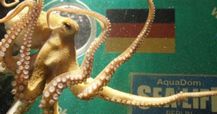Ophira is the next octopus predictor