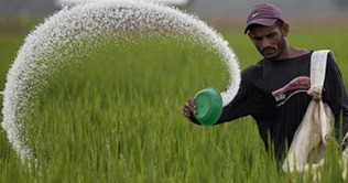 Price of Urea increased by 12 percent