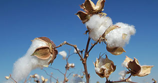 Cotton price up by Rs 200 per maund
