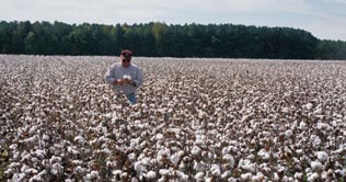 Farmers bear losses despite bumper cotton crop