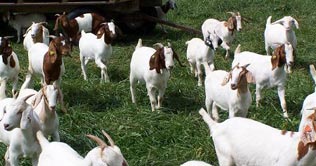 600 goats hired to eat weed reserves