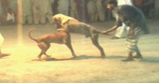 Pakpattan: Dog fight, gambling before police