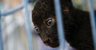 Mexico arrests 27 animal traffickers