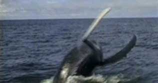 Colombia: Giant train of humpback whales on the move