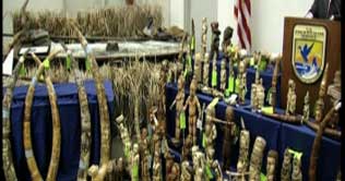 US officials seize one ton of smuggled elephant ivory
