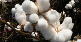 No respite for cotton farmers