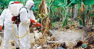 Cambodian girl dies of bird flu