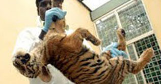 Speedy vehicle kills a tiger cub in north India