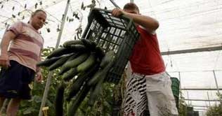 15 die due to cucumbers bacteria in German