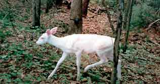 Rare white fawn born in China