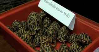 Thai customs foils smuggling of endangered species