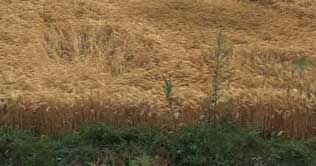 Islamabad: Meeting on agri tax concludes without consensus