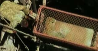 India: Cheetah rescued at cost of roosters life