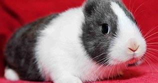 Earless rabbits amaze people in China 