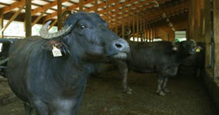 Buffalos named after actresses