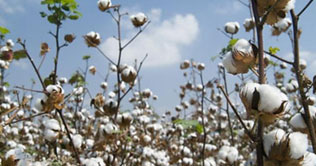 Cotton production expected to rise by 28 percent 