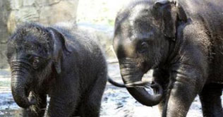 Zoo to generate power from animal waste