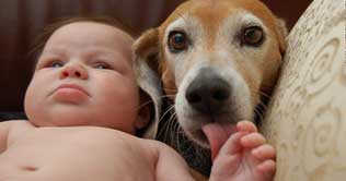 Early exposure to pets lowers allergy risks