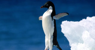  Penguin takes wrong turn to land in New Zealand