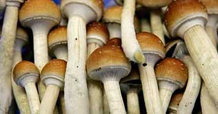 Hallucinogenic drugs may help treat anxiety