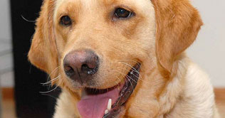 187-pound labrador goes on diet