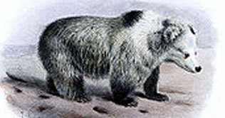 Historic blue bear hide auctioned for $21,600