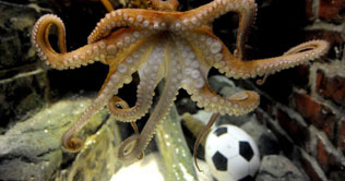 Pal Octopus resurfaces