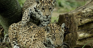Zoo presents twin jaguar cubs born in captivity