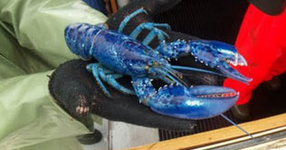 Blue lobsters named after royal couple