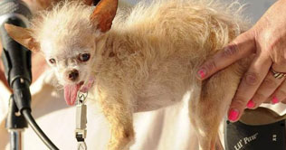 Yoda honored for being worlds ugliest dog