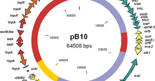 Karachi: Pak scientists prepare genetic map