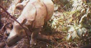 Rare Javan Rhinos captured on camera in Indonesia