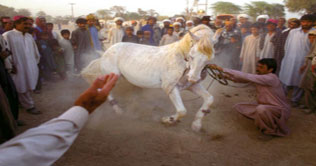 Sibi: Annual festival starts tomorrow, continues till March 7