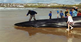 Whale sent back into ocean after 12-hour