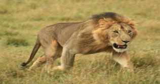 US urged to give endangered status to African lions