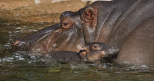 Sweden: Historical hippo birth at the zoo