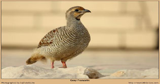 Karachi: 7 partridges, 2 chukars recovered in raid