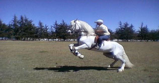 Argentina: Rodeo riders show their grit