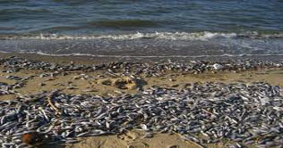 Los Angeles harbour: Millions of dead sardines found