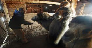 Camels found in north Sweden