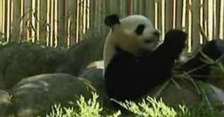 Newborn giant panda twins meet visitors in Madrid Zoo