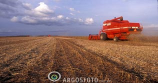 Brazil: Torrential rainfall wreaks havoc on soybean farms