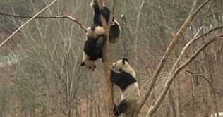 Pandas to be shown at Xi'an World Horticultural Expo